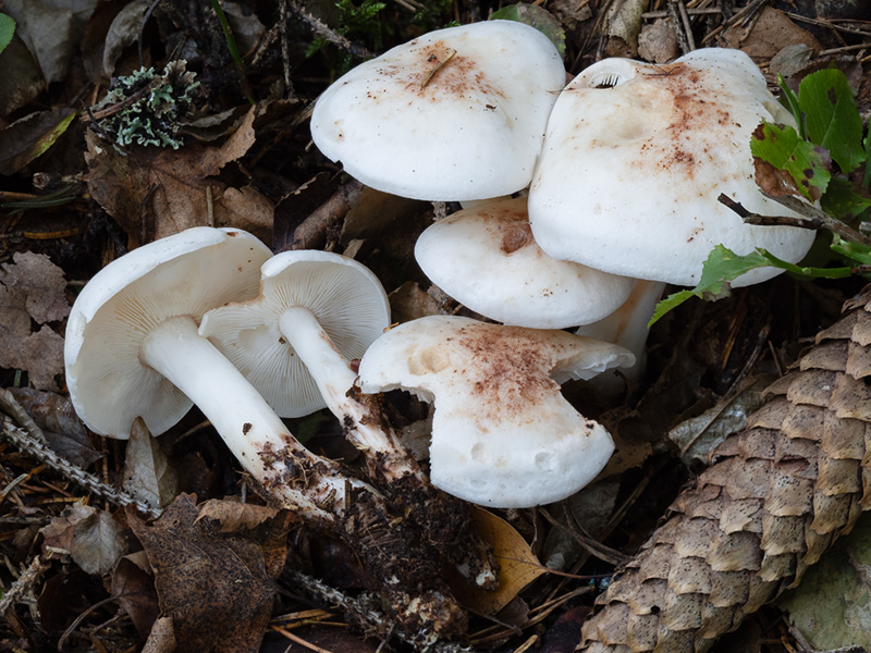 Rhodocollybia maculata